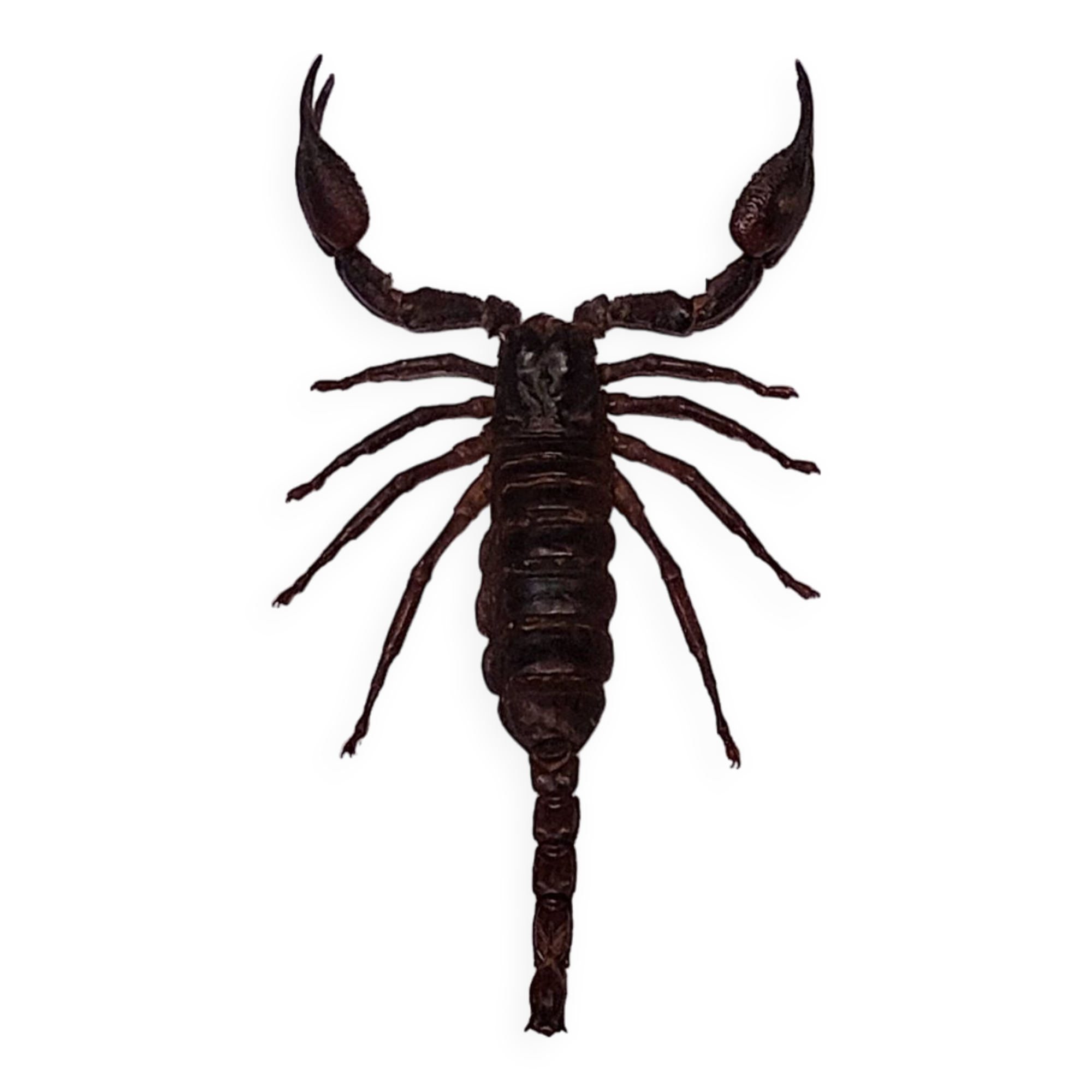 Scorpion stuffed under glass