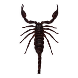 Scorpion stuffed under glass