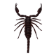 Scorpion naturalisé sous verre