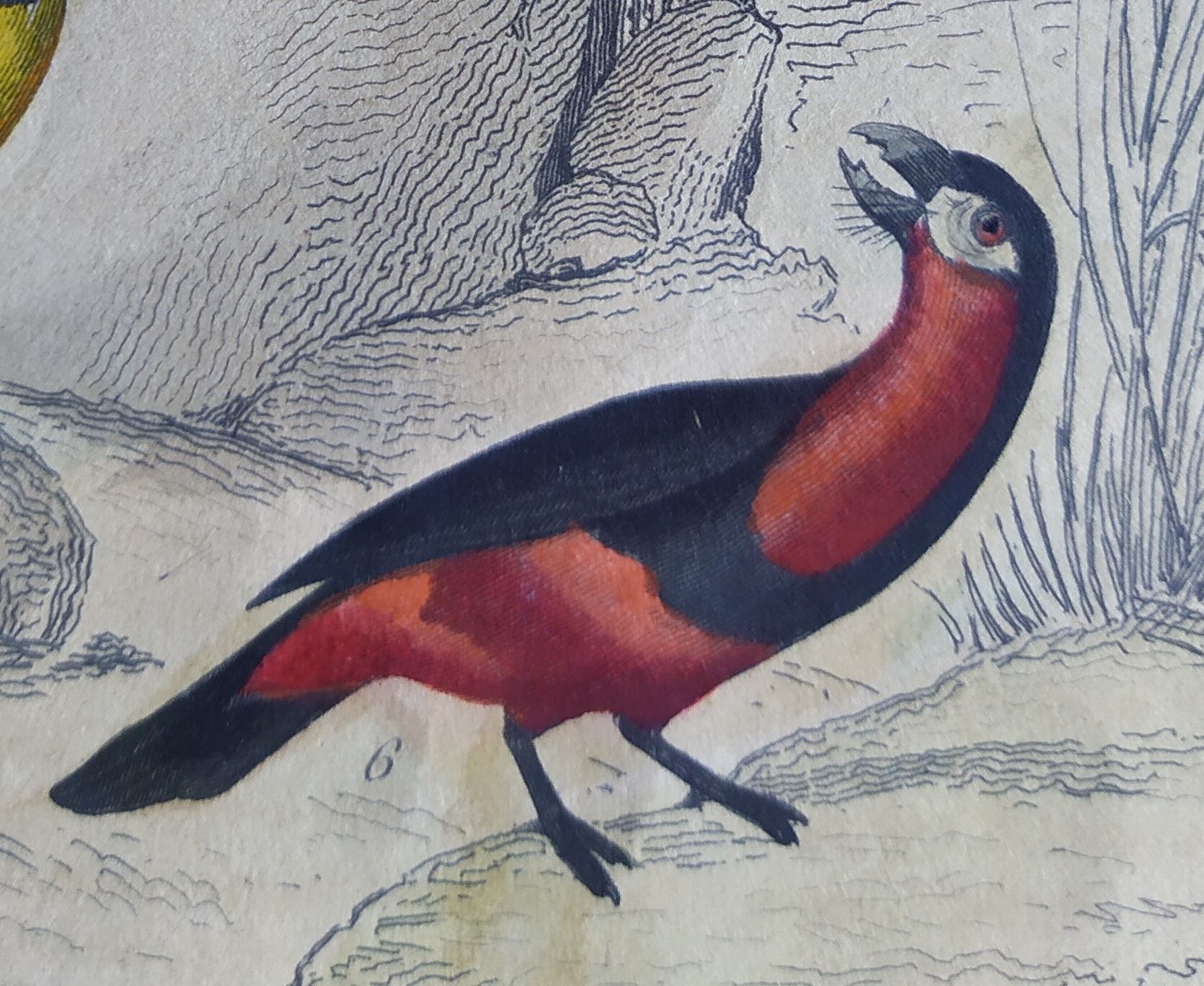 Original ornithological plate " Pic grand épeiche - Torcol - &c... Buffon (1837)