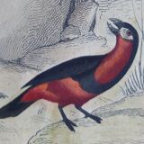 Original ornithological plate " Pic grand épeiche - Torcol - &c... Buffon (1837)