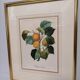 Lithograph fruit engraving