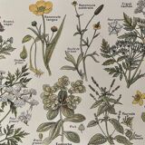 Lithographie sur les plantes vénéneuses de 1921