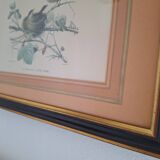 Paire de gravures anciennes encadrées représentant des oiseaux