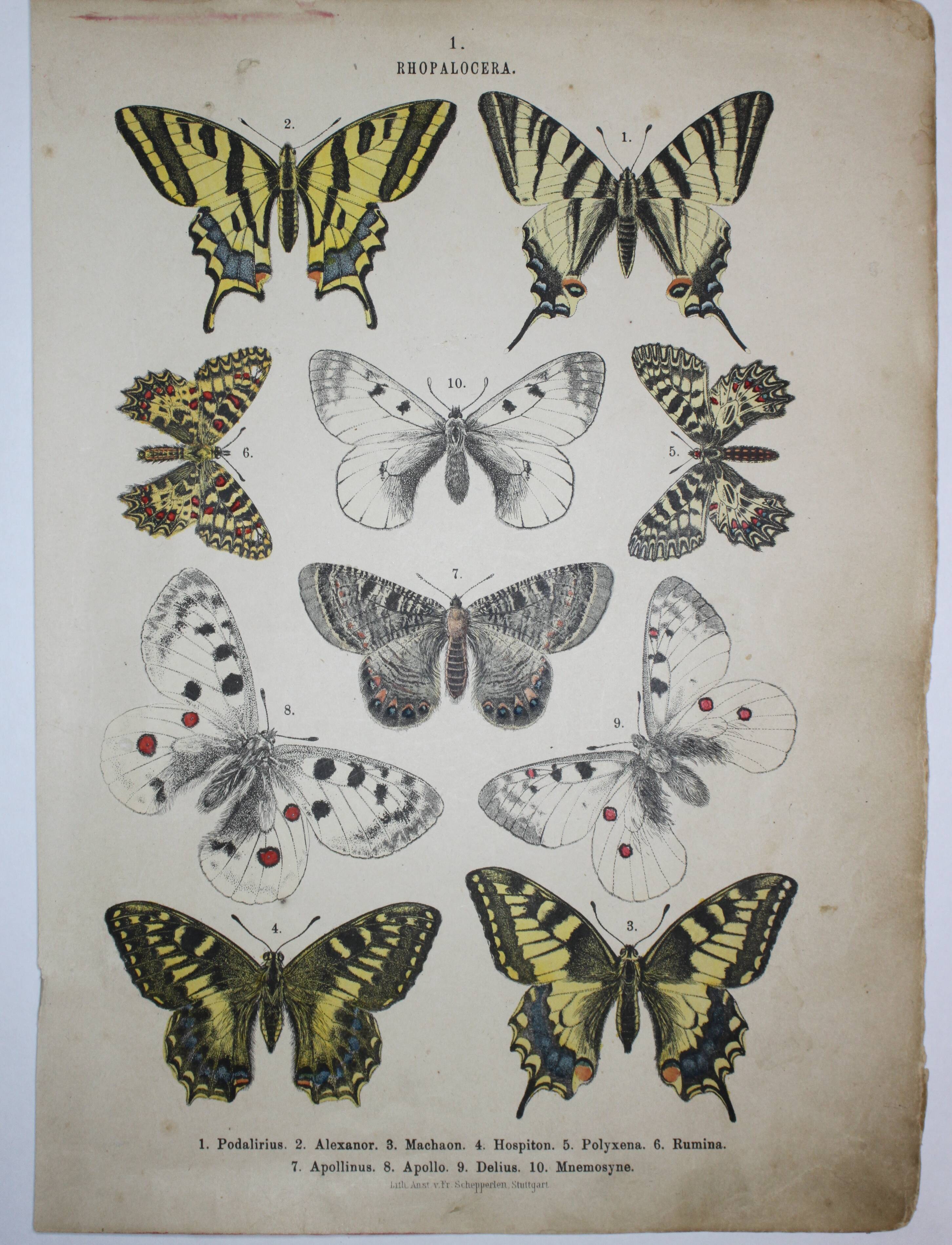 Podalirius butterflies | illustration from 1887, antique print, lepidoptere original plate