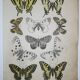 Podalirius butterflies | illustration from 1887, antique print, lepidoptere original plate