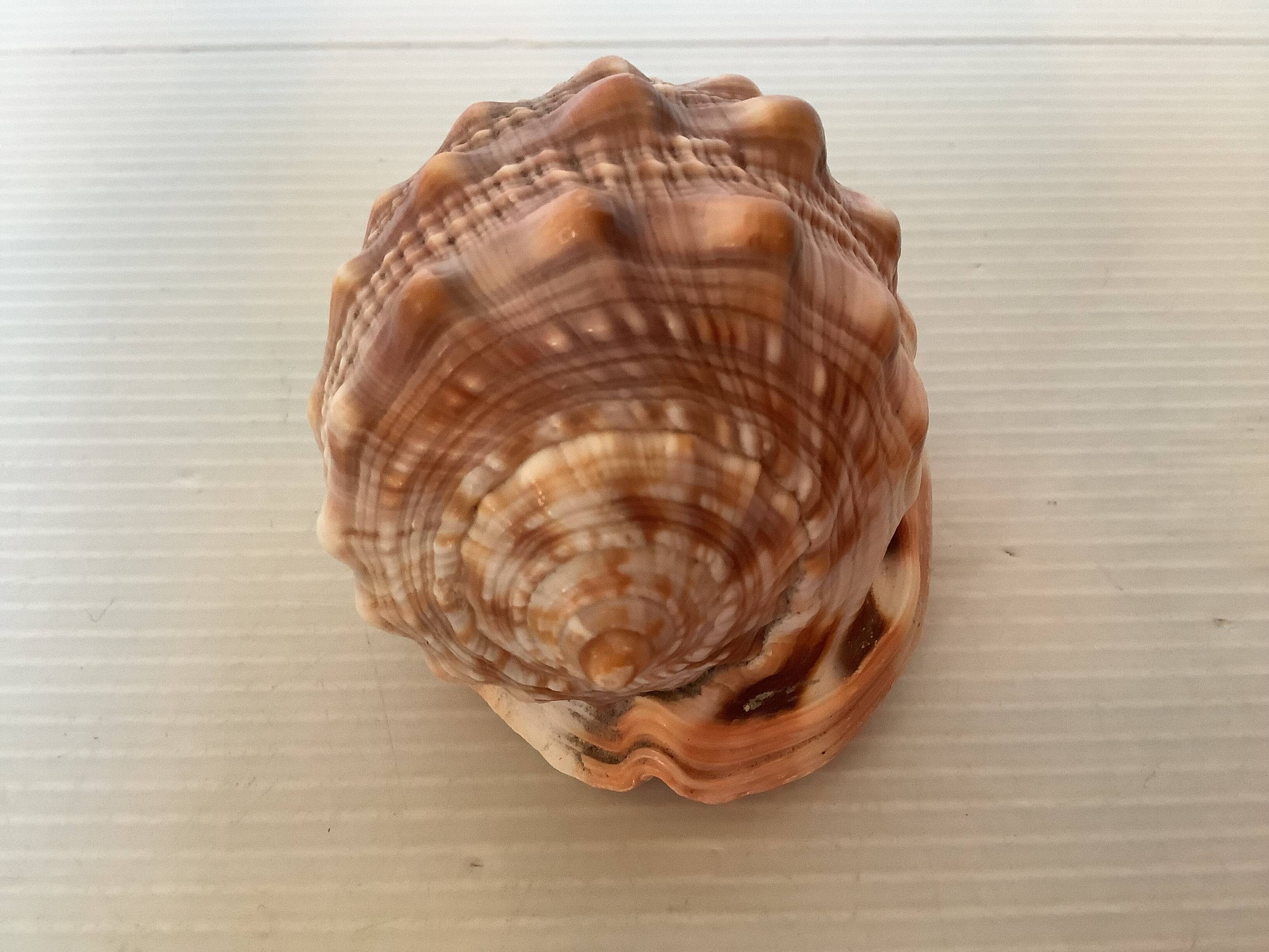 Mini shell cypraea cassis rufa