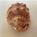 Mini shell cypraea cassis rufa