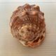 Mini coquillage cypraea cassis rufa