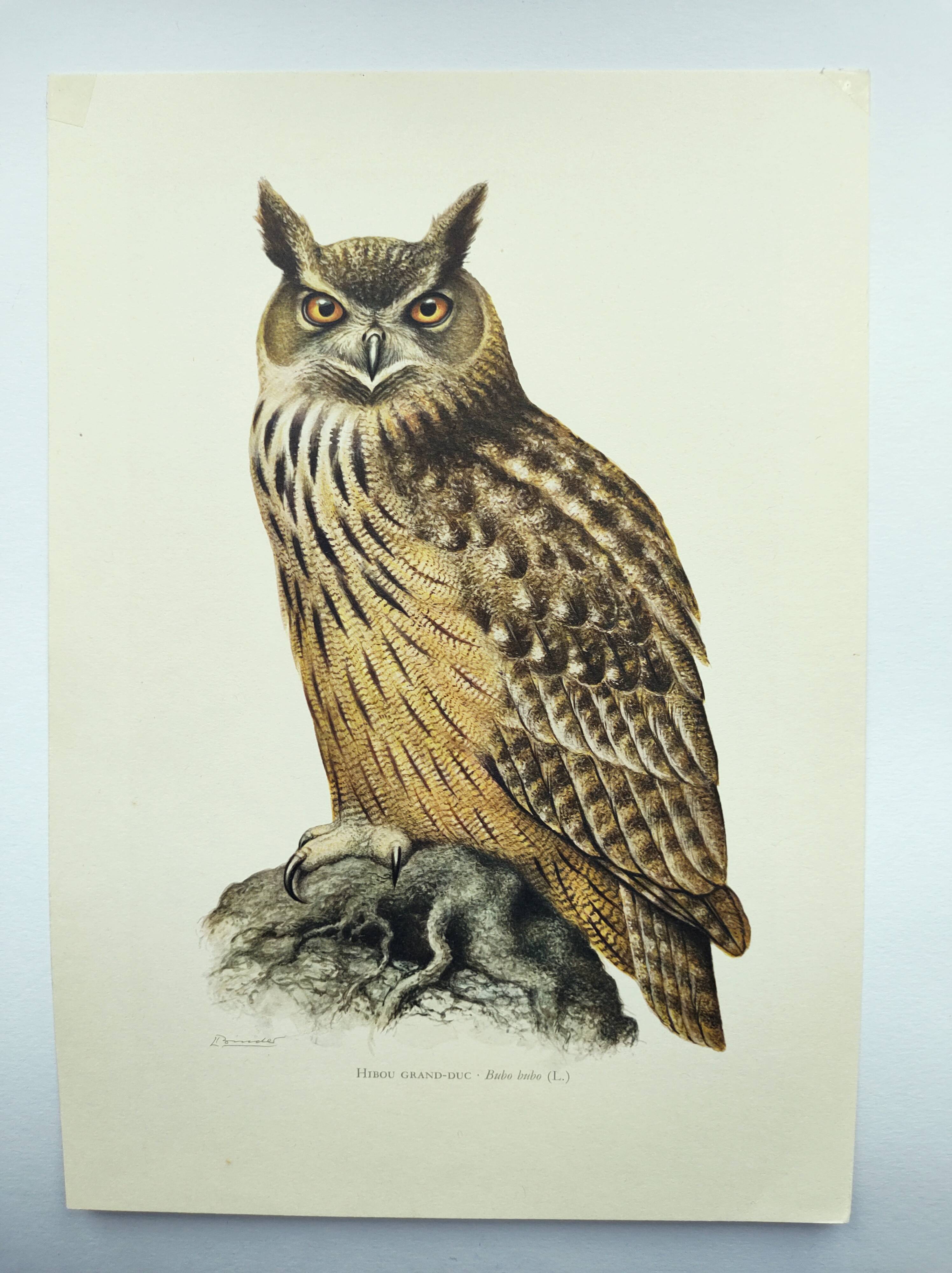 Old bird board 1960s - Eagle Owl - Natural history illustration