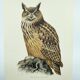 Old bird board 1960s - Eagle Owl - Natural history illustration
