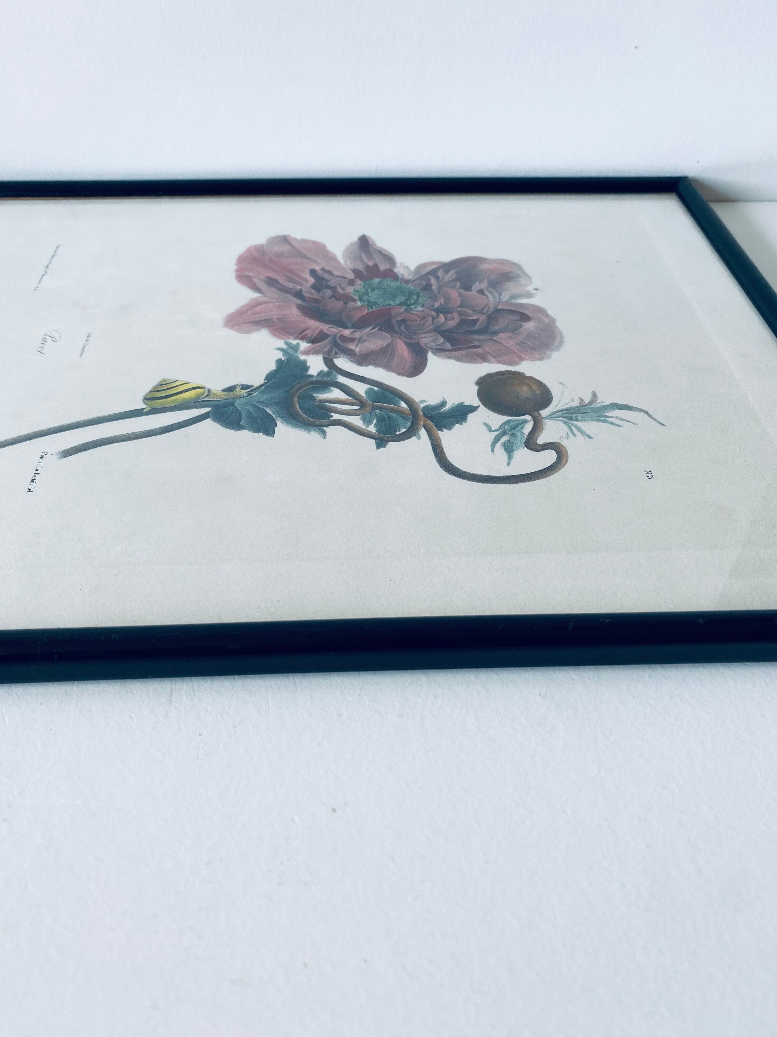 Ancient lithograph framed flower and snail