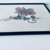 Ancient lithograph framed flower and snail