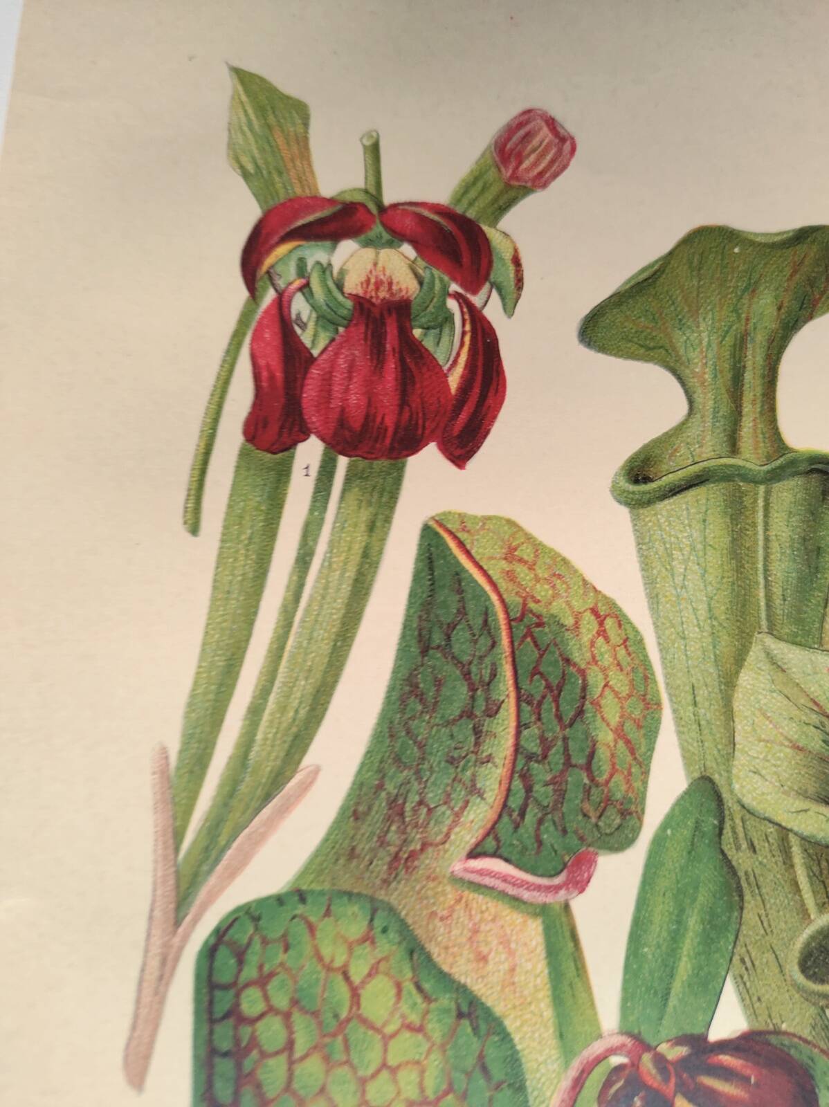 Botanical engraving from 1897 - drawing of Sarracenia - original old flower plate by A.Lefevre