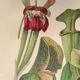 Botanical engraving from 1897 - drawing of Sarracenia - original old flower plate by A.Lefevre