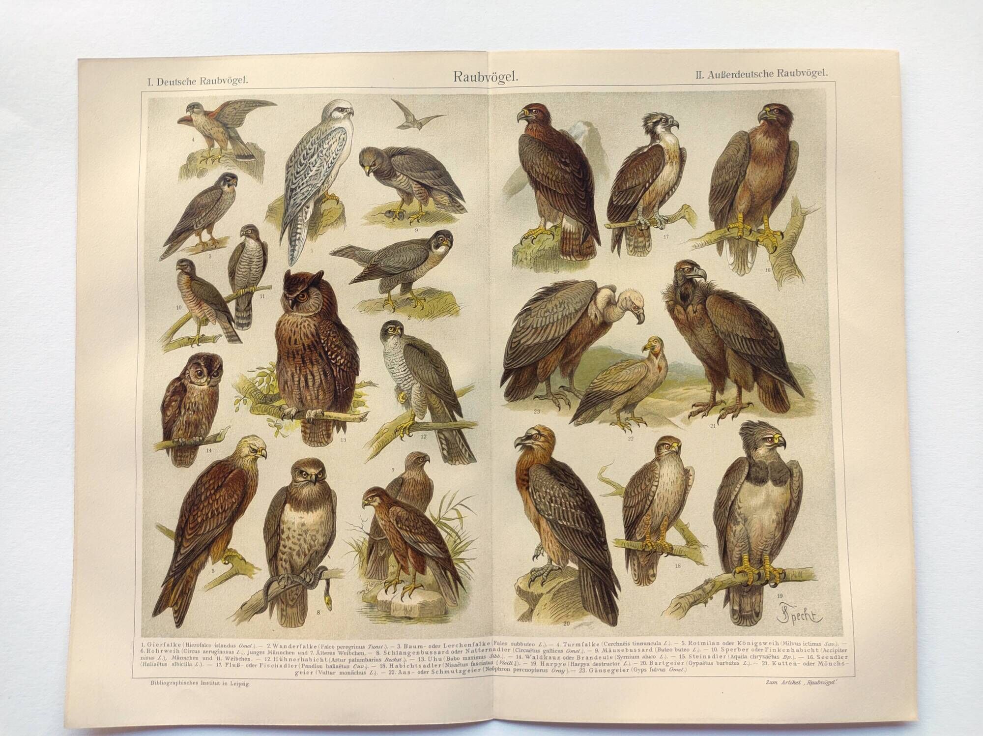 Ornithology plate from 1909 - Birds of prey - Old German zoological engraving