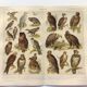 Ornithology plate from 1909 - Birds of prey - Old German zoological engraving
