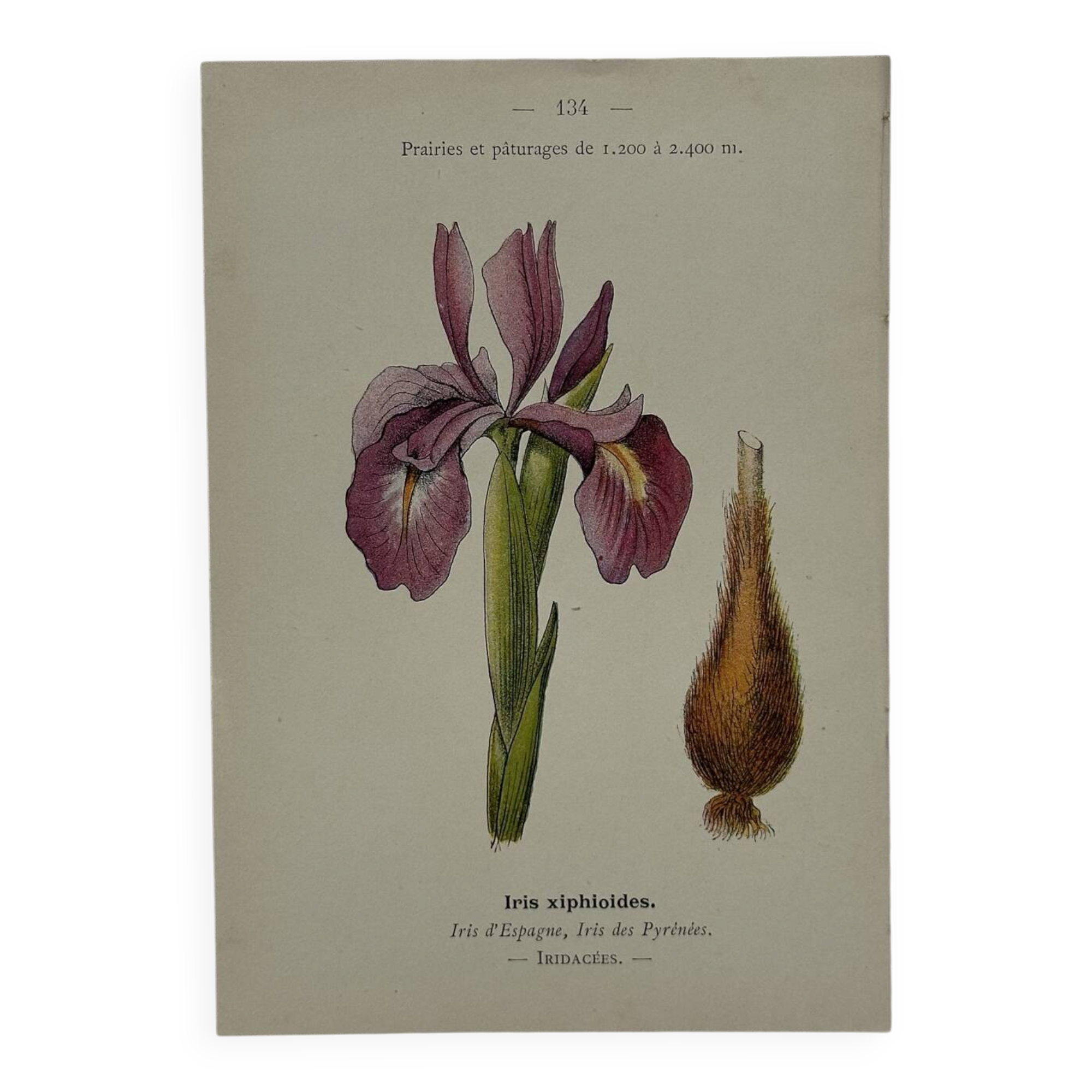 Gravure naturaliste planche botanique Française 19eme double face
