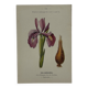 Gravure naturaliste planche botanique Française 19eme double face
