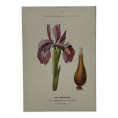 Gravure naturaliste planche botanique Française 19eme double face