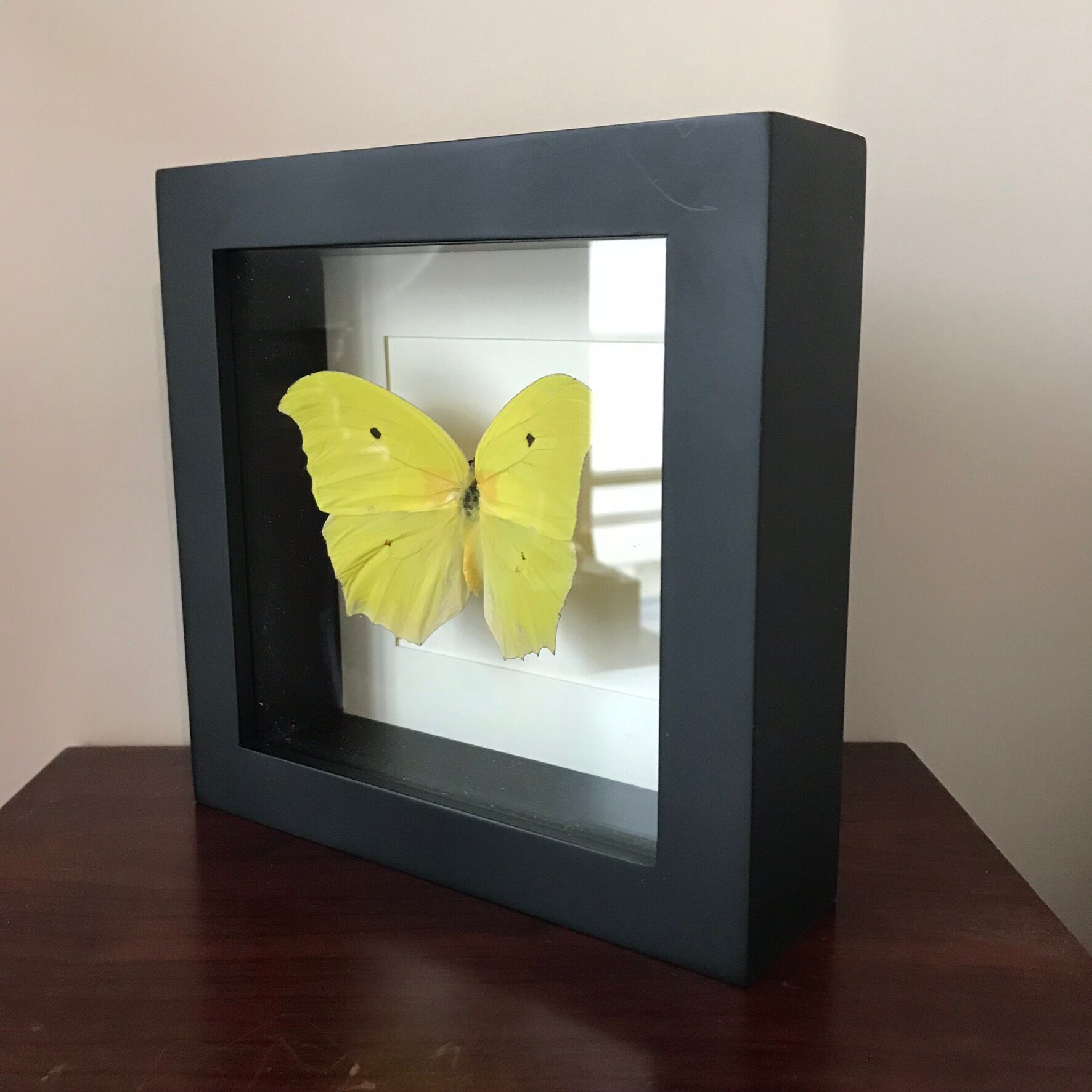 Papillion Phoebis Argante Frame 16 x 16