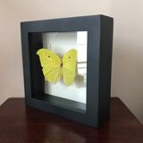 Papillion Phoebis Argante Frame 16 x 16