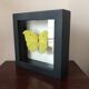Papillion Phoebis Argante Frame 16 x 16