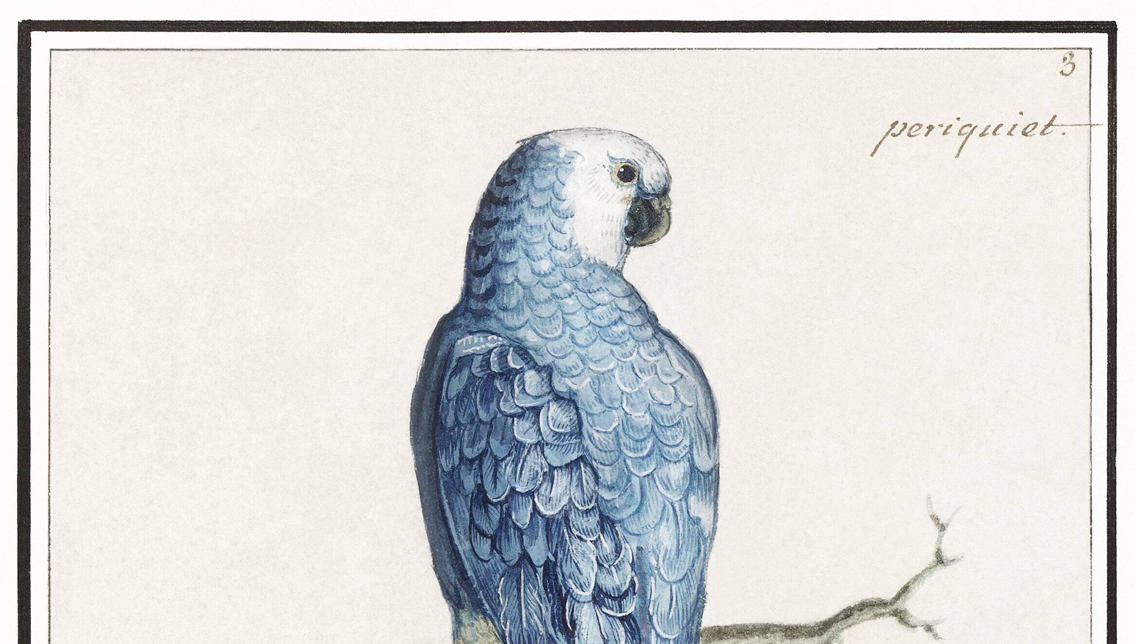 Small poster about the parrot, after an old engraving from 1610.