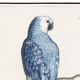 Small poster about the parrot, after an old engraving from 1610.