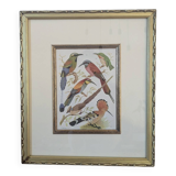 Lithographic frame of birds