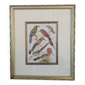 Lithographic frame of birds
