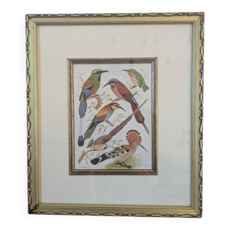 Lithographic frame of birds