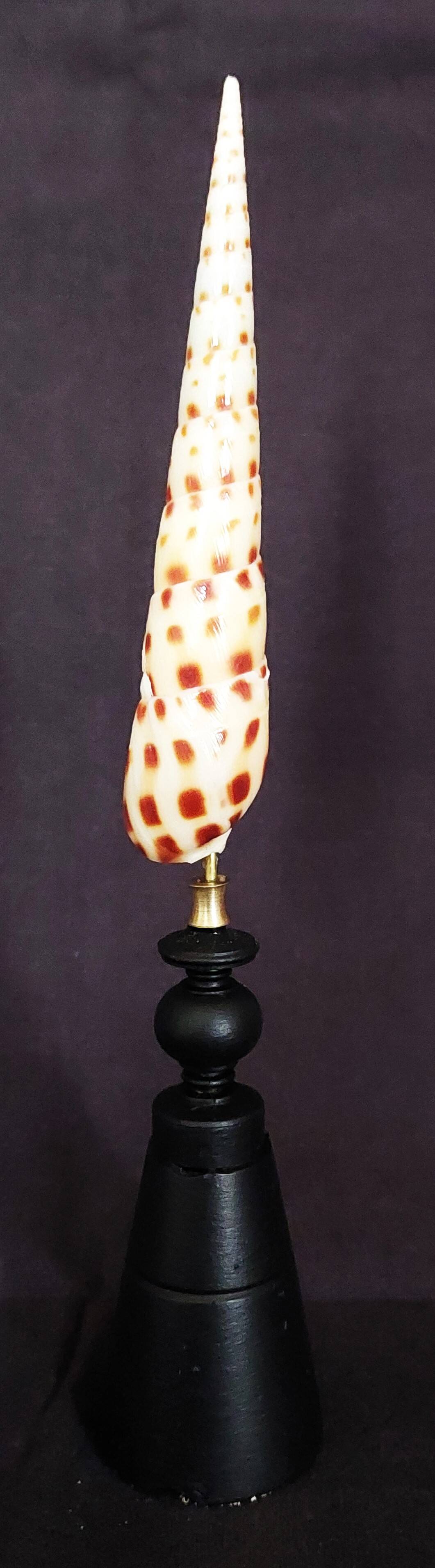 Cabinet of Curiosities: Oxymeris areolata seashell on a pedestal