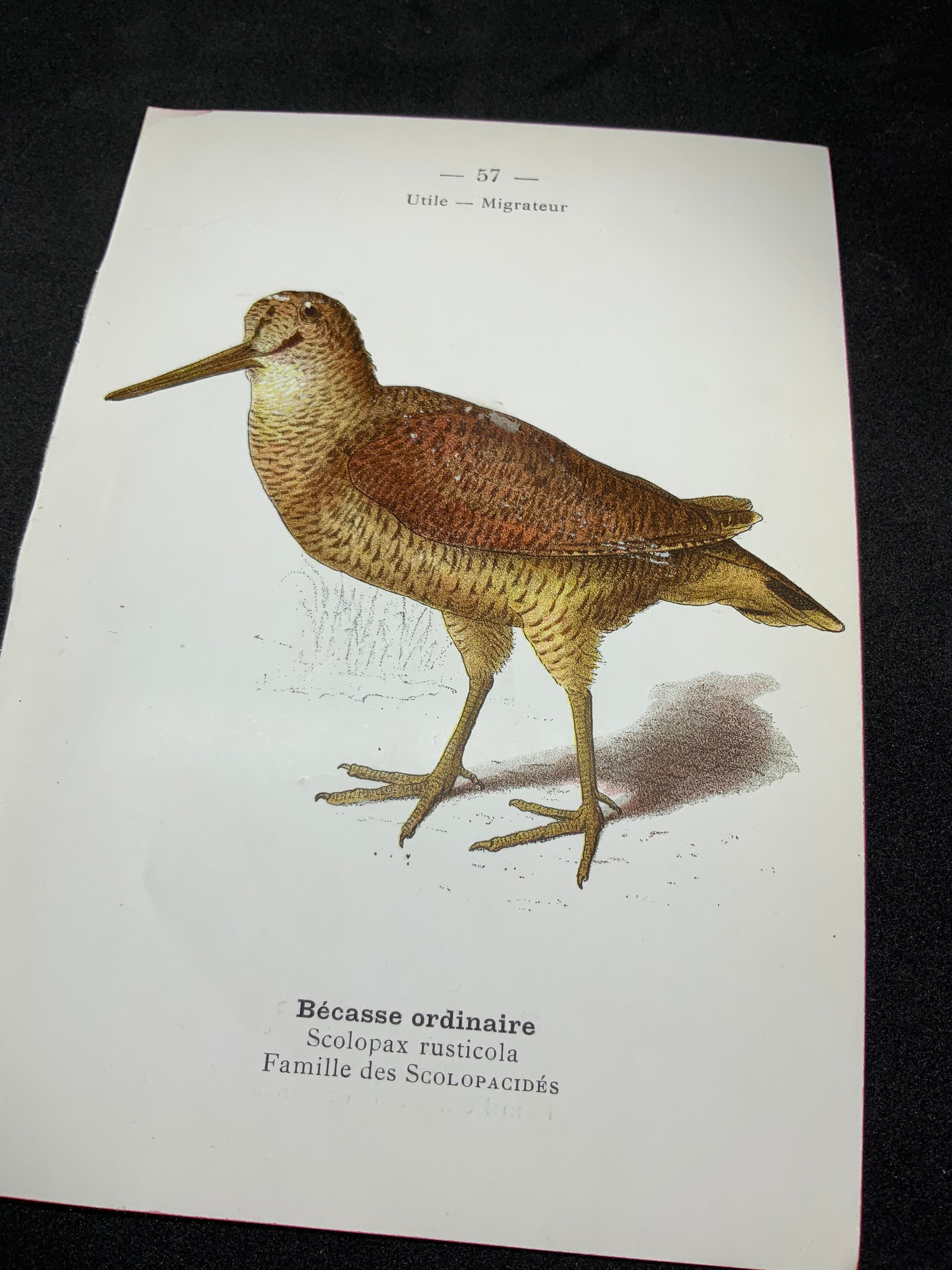 Naturalist plate old birds double-sided engraving work 1908 G. Denise