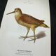 Naturalist plate old birds double-sided engraving work 1908 G. Denise