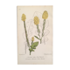 Planche botanique d’herbacée, 1768
