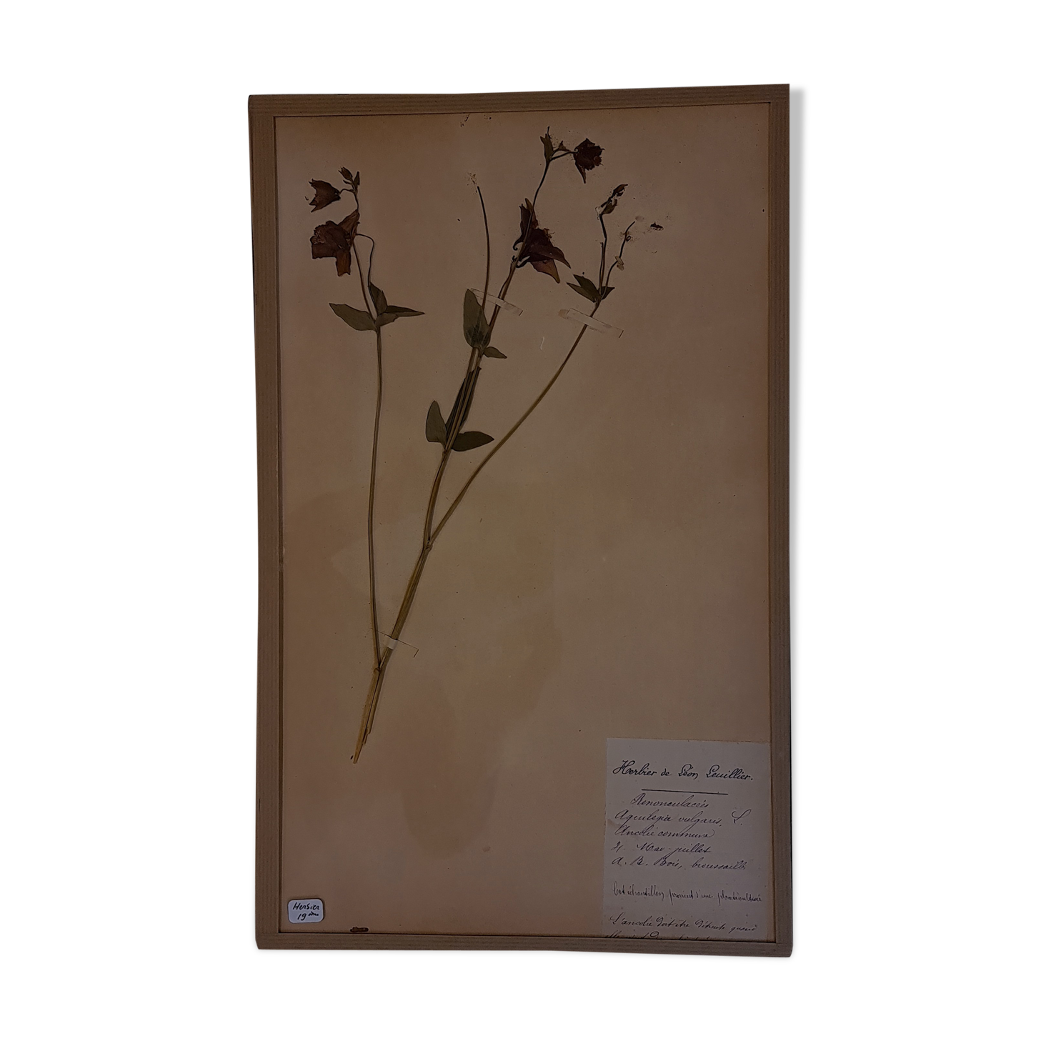 Herbier, 19th