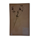 Herbier, 19th