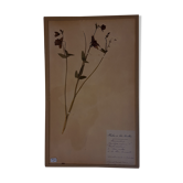 Herbier, 19th