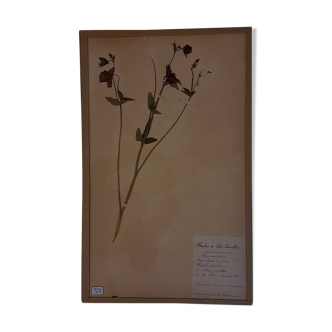 Herbier, 19ème