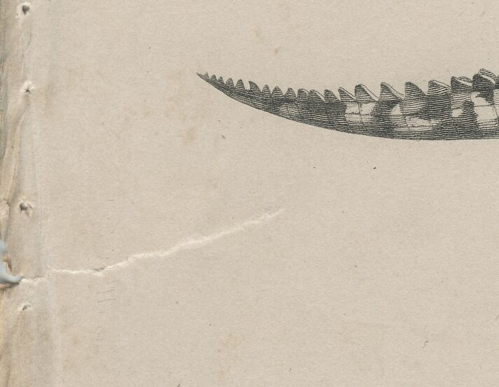 Antique engraving on reptiles: showing various crocodiles, Pl 2, 1828