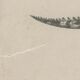 Antique engraving on reptiles: showing various crocodiles, Pl 2, 1828