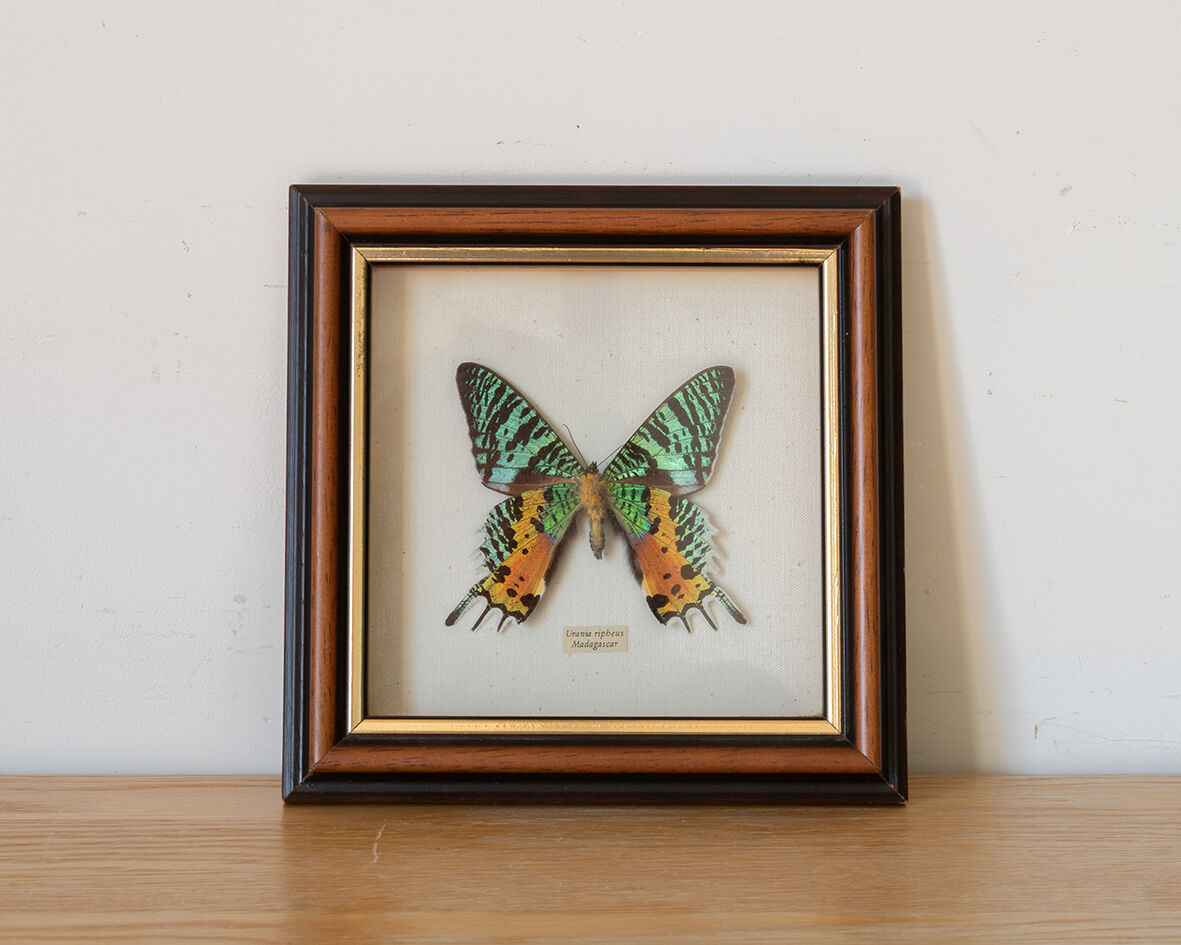 Butterfly frame