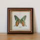 Cadre de papillon