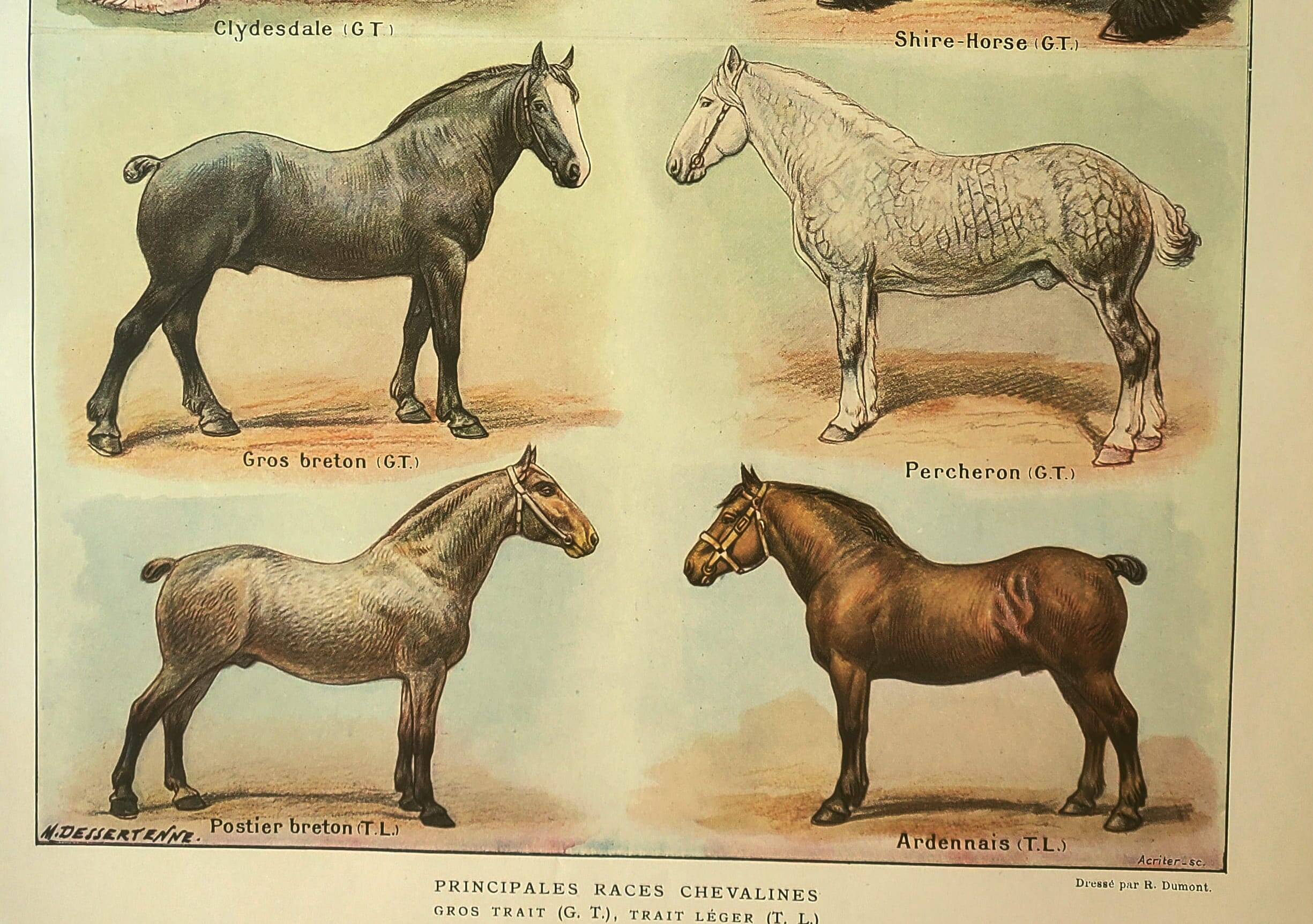 Old engraving 1921 - Horse Breed (2) vintage horse plate