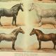 Old engraving 1921 - Horse Breed (2) vintage horse plate