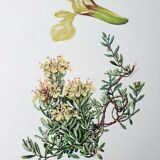 Duo of botanical plates