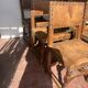 Suite de six chaises de style Renaissance en chene XX siècle