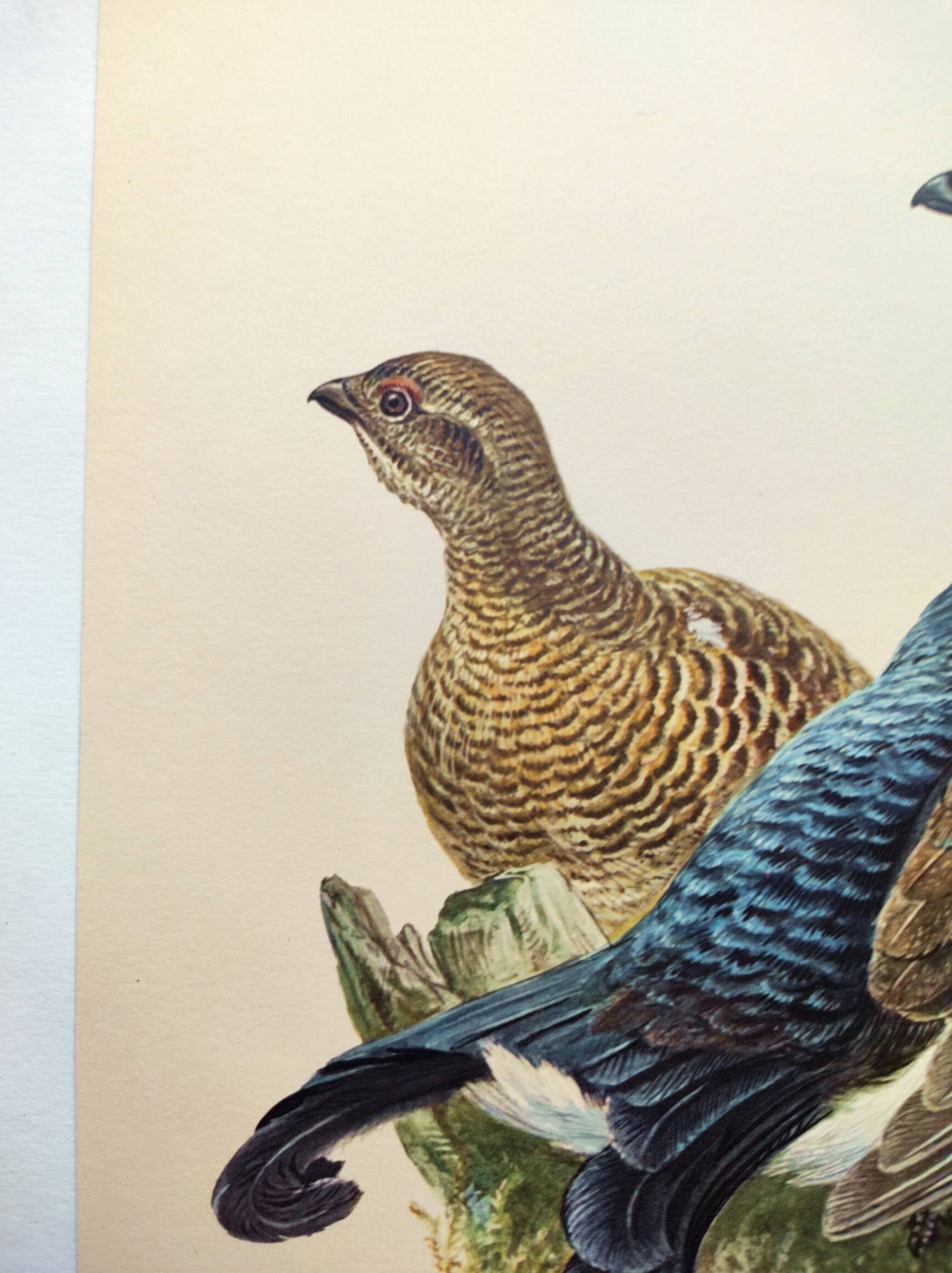 Old bird plate from the 1960s - Black Grouse - Vintage zoological illustration