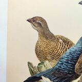 Old bird plate from the 1960s - Black Grouse - Vintage zoological illustration